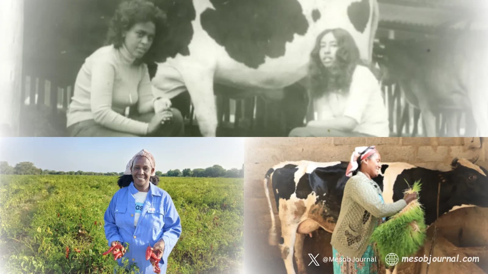 How Eritrean Women Are Driving Food Security From the Ground Up